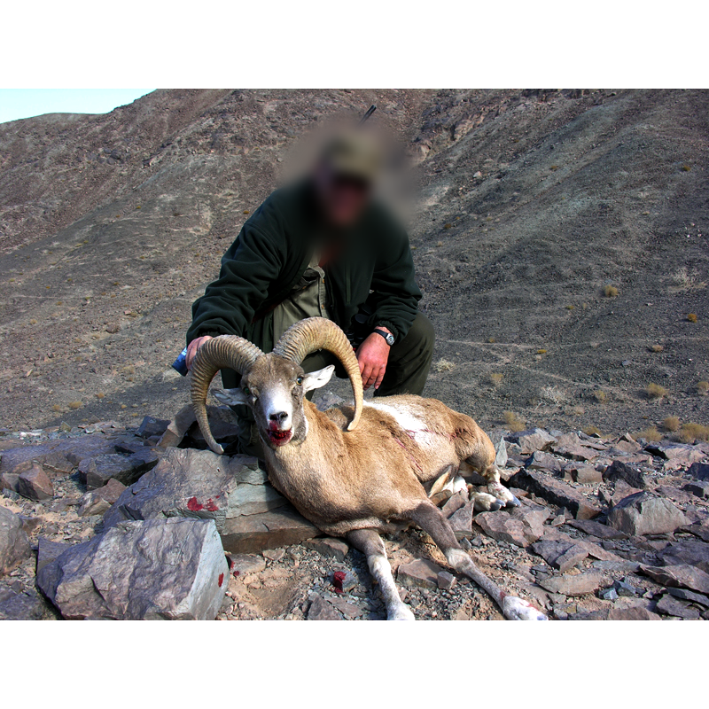 Shiraz sheep hunt in Iran - chasse au mouflon