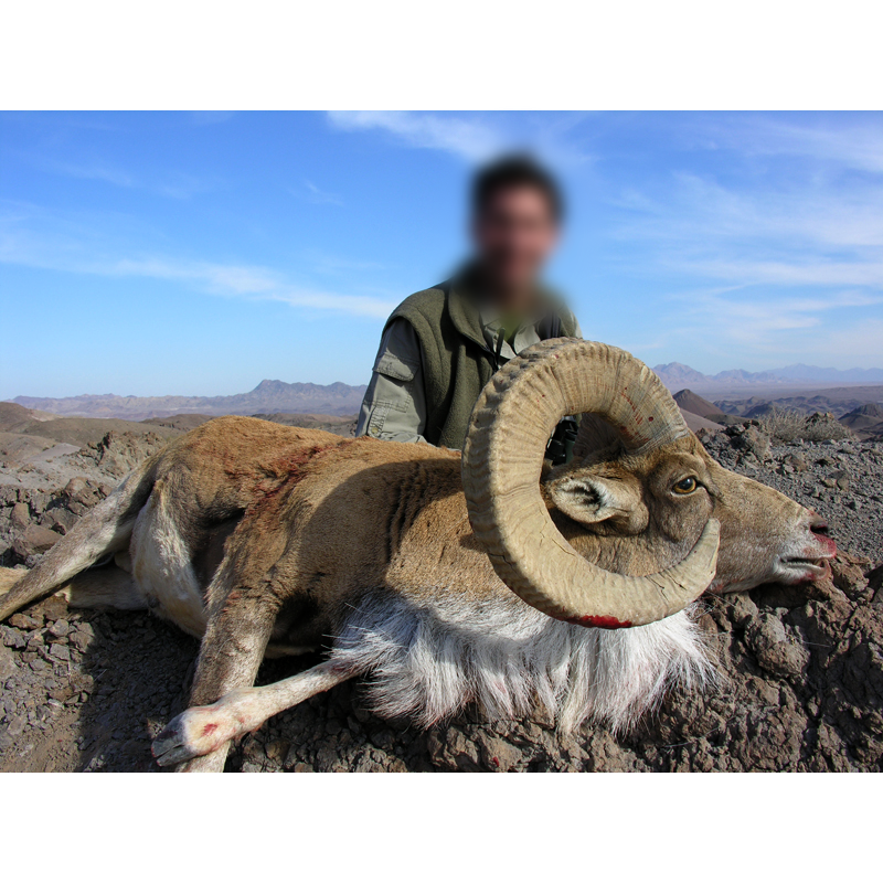 Trans Caspian urial trophy hunted in Iran - chasse à l urial transcaspien