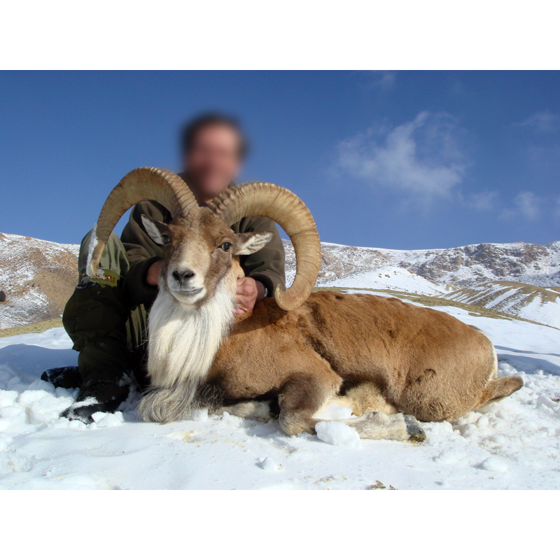 trans caspian urial trophy with hunter in iranian moutains - urial transcaspien
