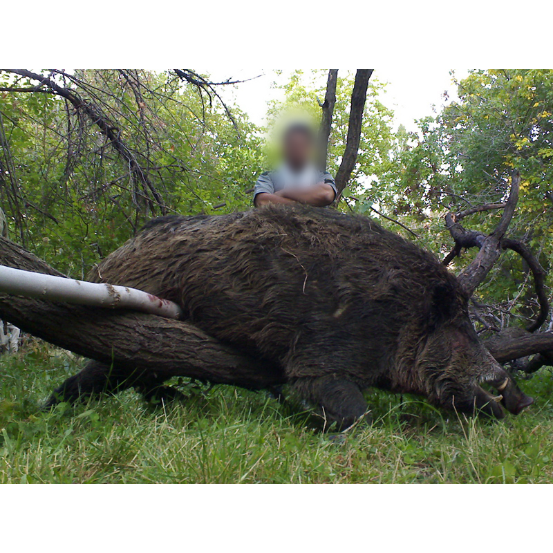 very big wild boar hunted in Iran - gros sanglier