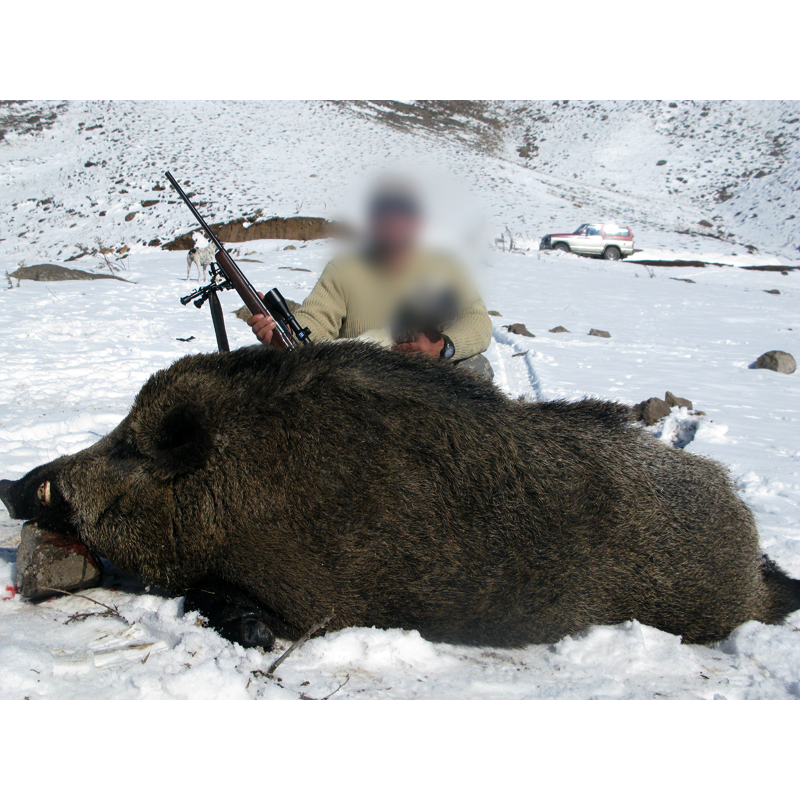 Wild boar hunted in Iran - très gros sanglier