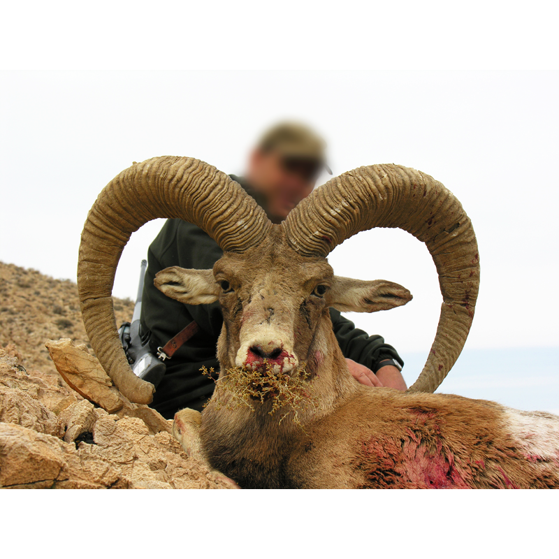 Kerman Sheep trophy taken by hunter in Iran - chasse au mouflon de Kerman