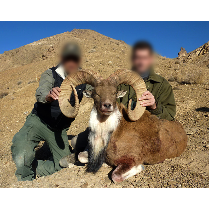 Afghan Caspian urial hunt in Iran - chasse à l urial afghan