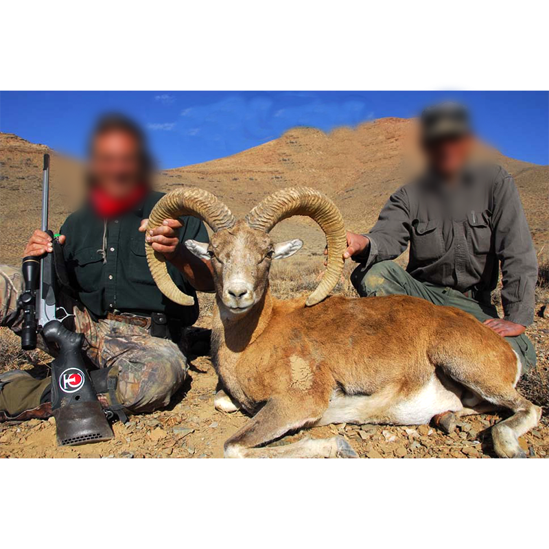 Jim Shockey and his Esfahan sheep from Iran - mouflon d Ispahan