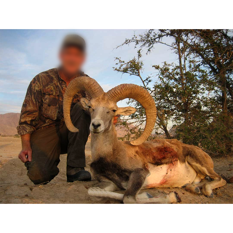 Laristan sheep hunt in Iran - chasse au mouflon de Laristan