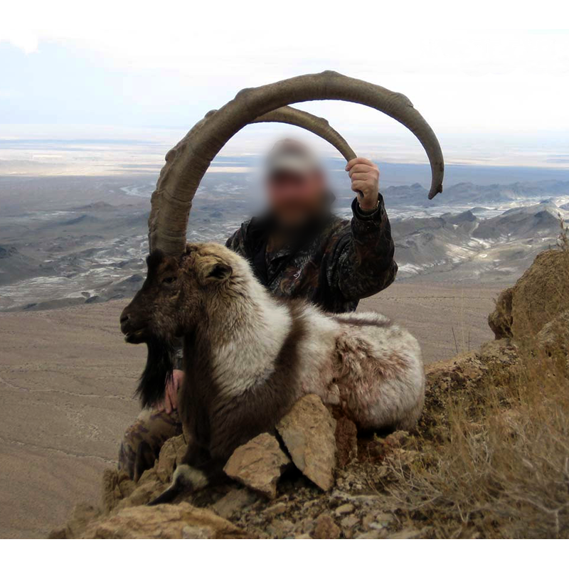 Persian desert ibex hunt in Iran - chasse au bouquetin
