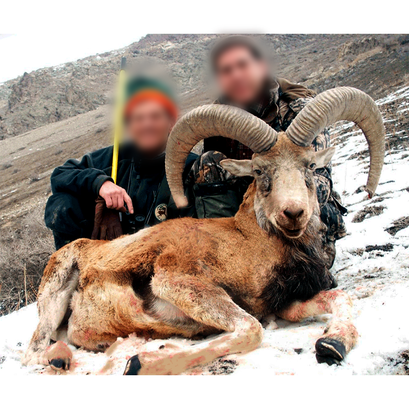 red sheep hunt in Iran - mouflon rouge chassé en Iran