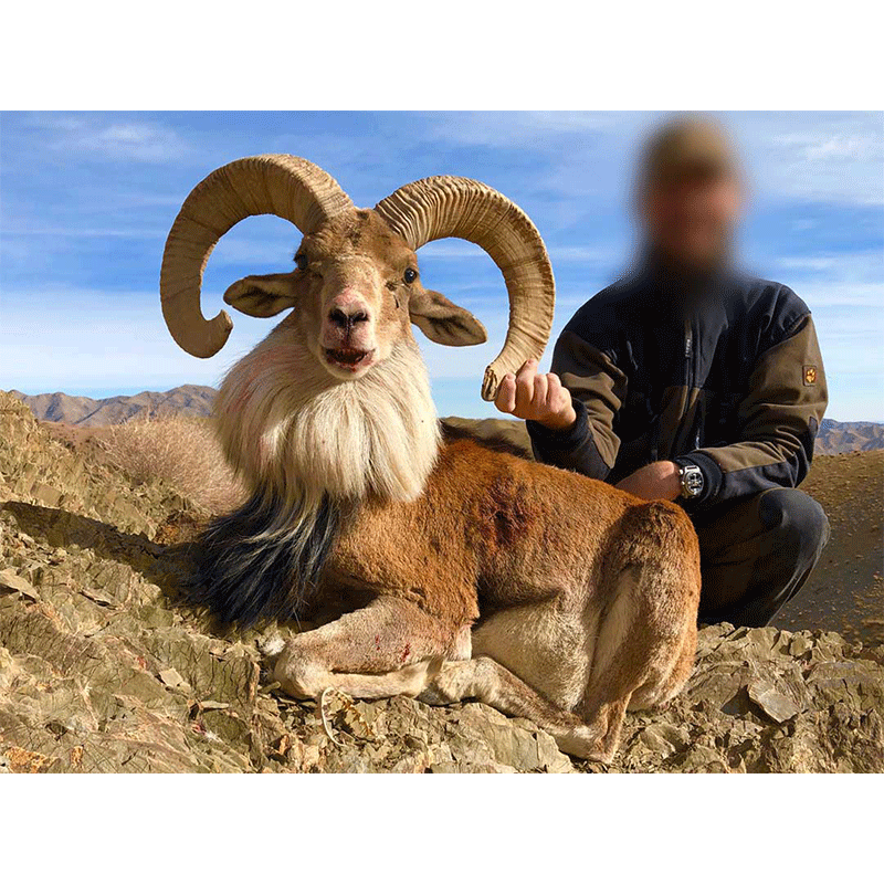 Afghan Urial hunt in Iran - chasse à l'Urial d'Afghanistan