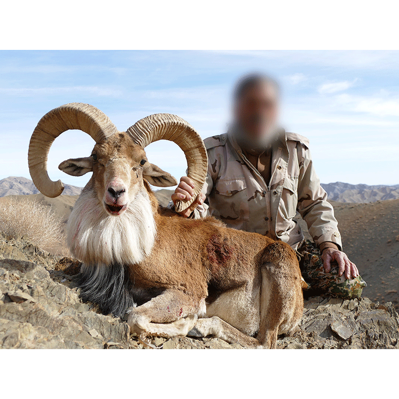 PH with a very nice Afghan Urial trophy hunted by a client in 2019