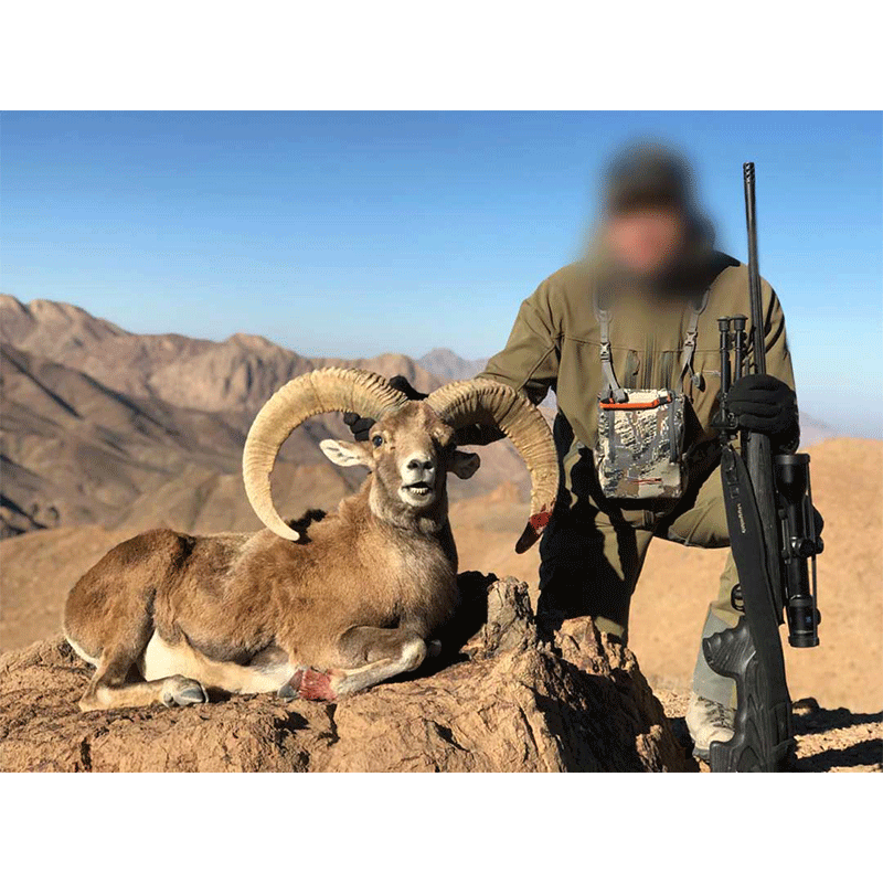 Esfahan Sheep trophy hunt in Iran - Chasse au Mouflon d'Ispahan