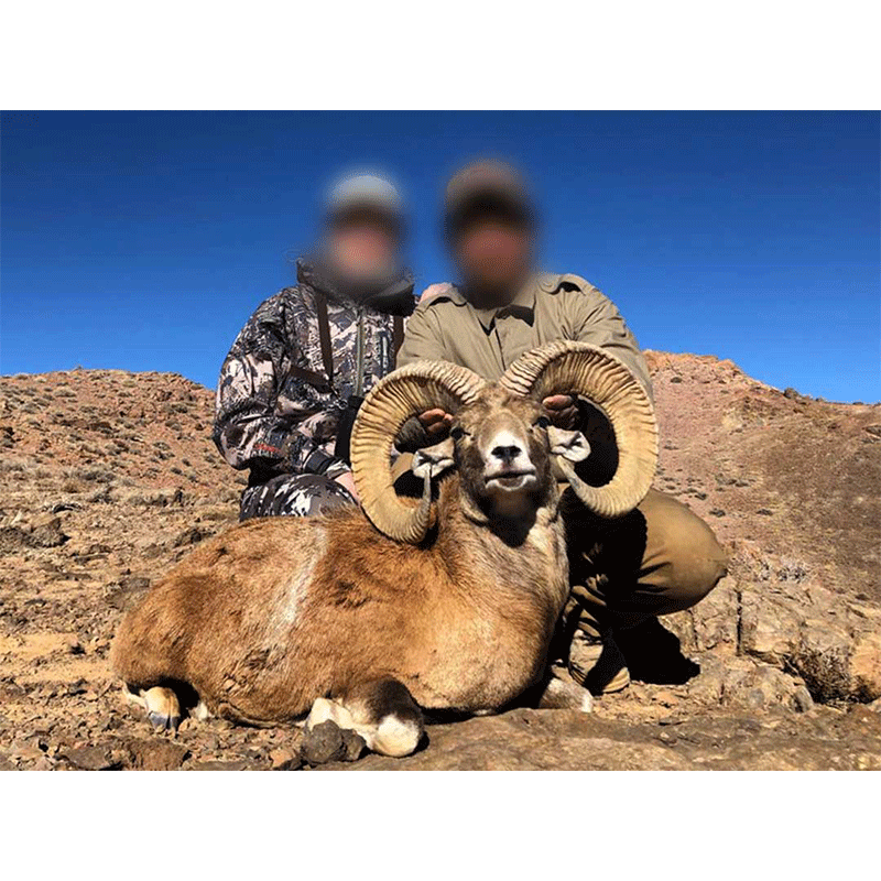 Kerman Sheep hunt in Iran - chasse au Mouflon de Kerman en Iran