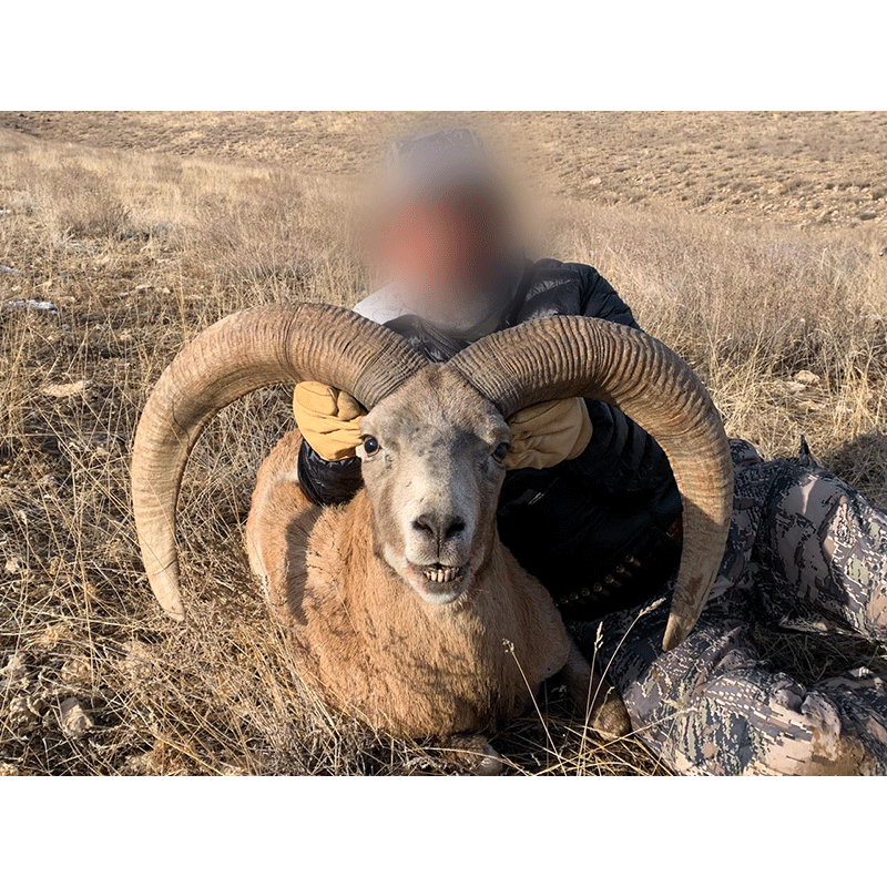 Nice Armenian mouflon trophy hunt that took place in Ancient Persia in February 2020