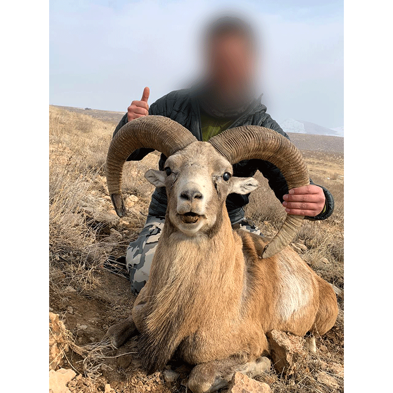 Second Armenian mouflon shot in the Persian desert in 2020
