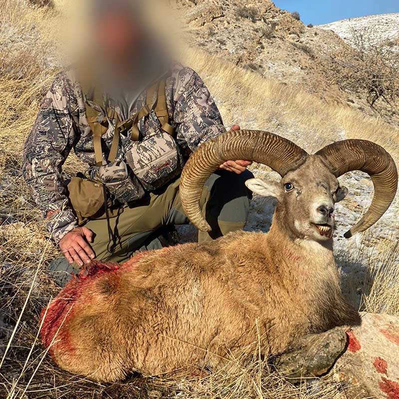 Armenian Sheep hunt in Iran - Mouflon arménien tiré en Iran