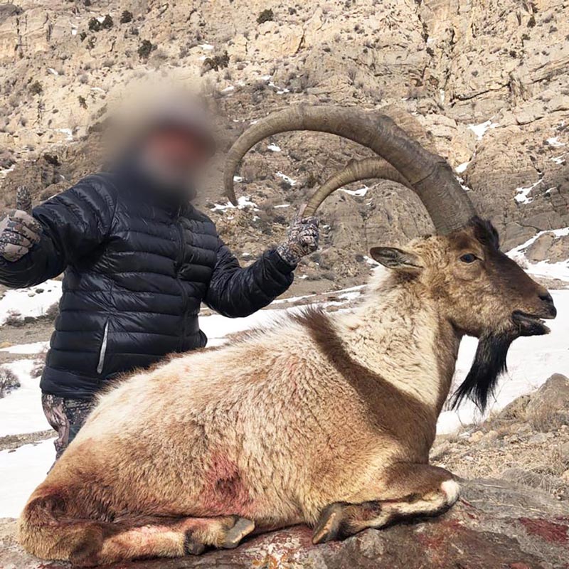 Bezoar Ibex trophy hunt in the Persian desert
