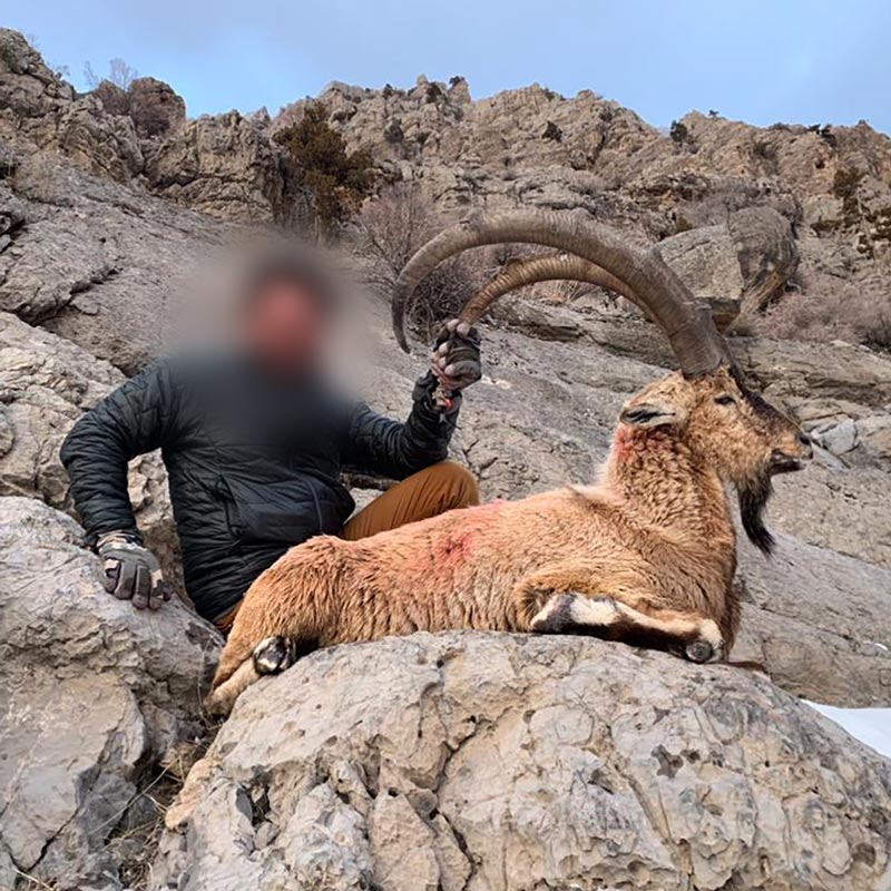 The second hunter harvested a Bezoar Ibex too