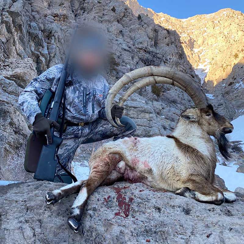 Ibex Bezoar hunt in Iran - Ibex Bezoar tiré en Iran