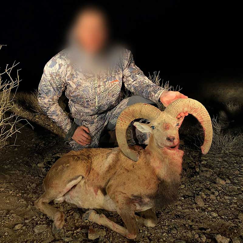 Shiraz Sheep hunt in Iran - Mouflon de Shiraz, espèce rare tirée en Iran