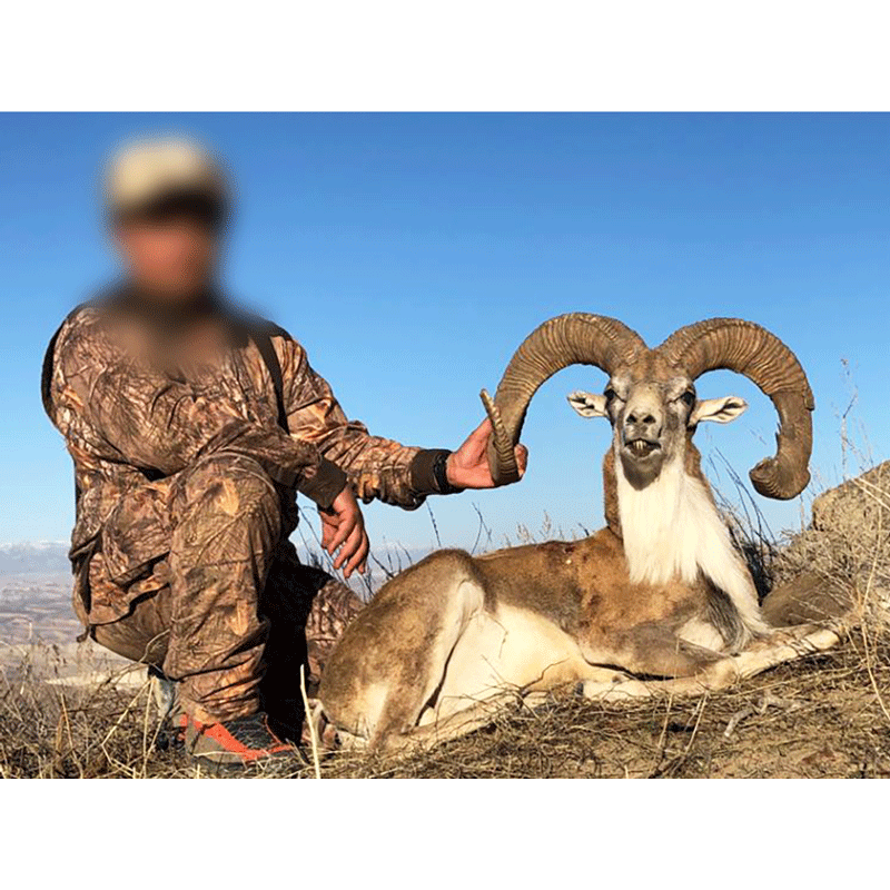 This a Transcaspian Urial trophy shot in January 2020