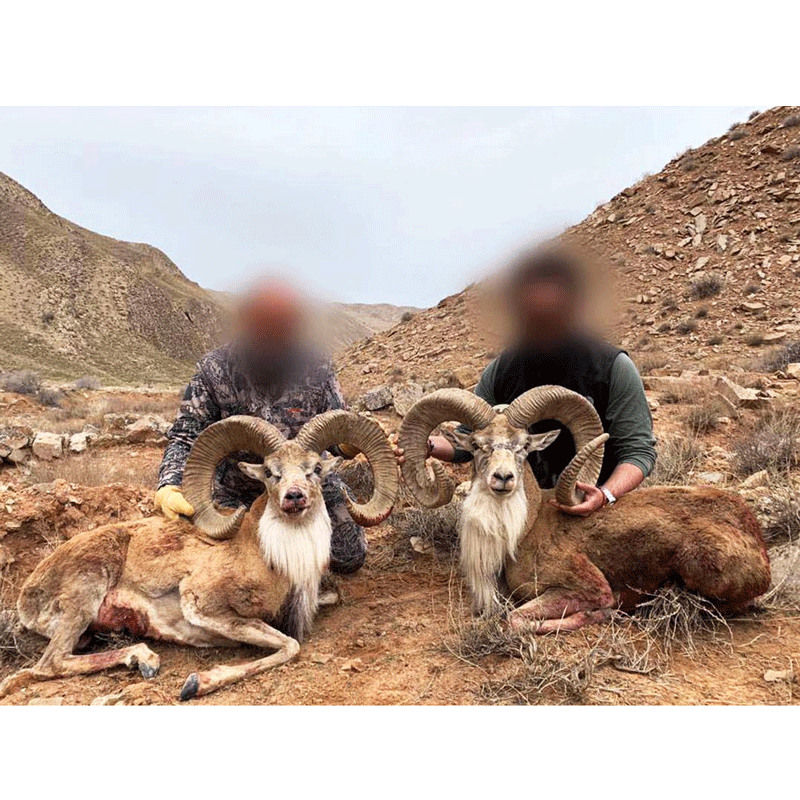 Hunters with their two This Transcaspian Urials from a hunt  in February 2020