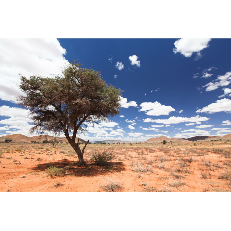Zone de chasse dans le désert du Namib