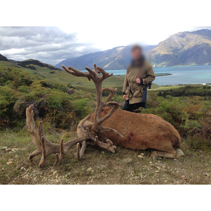 chasse au grand cerf en Nouvelle-Zélande