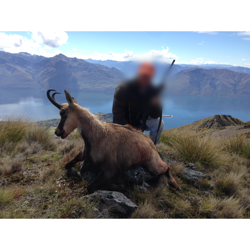 chasse au chamois en Nouvelle-Zélande