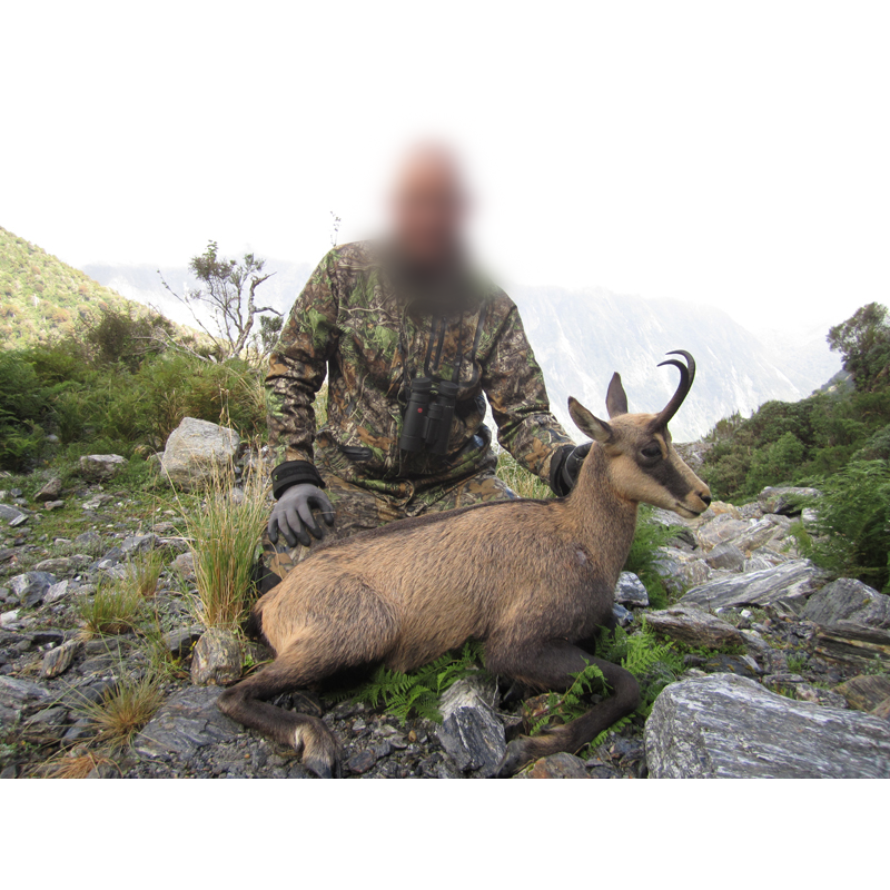 chasse au chamois dans les Alpes du Sud en Nouvelle-Zélande