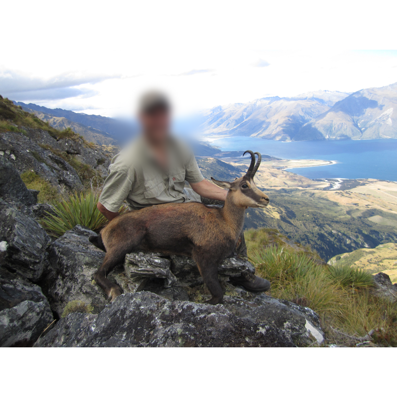 trophée de chamois chassé dans les Alpes néo-zélandaises