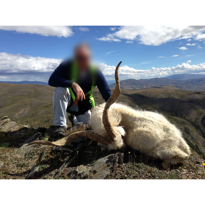 chèvre sauvage tirée sur un territoire de chasse en Nouvelle-Zélande