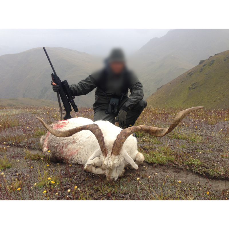 chèvre sauvage prélevée sur une zone de chasse en Nouvelle-Zélande
