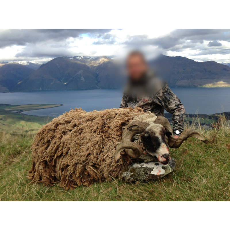 mouton sauvage et son chasseur dans les Alpes néo-zélandaises