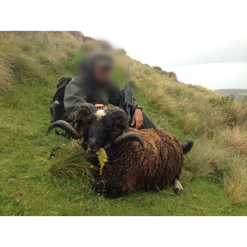 mouton sauvage chassé en Nouvelle-Zélande