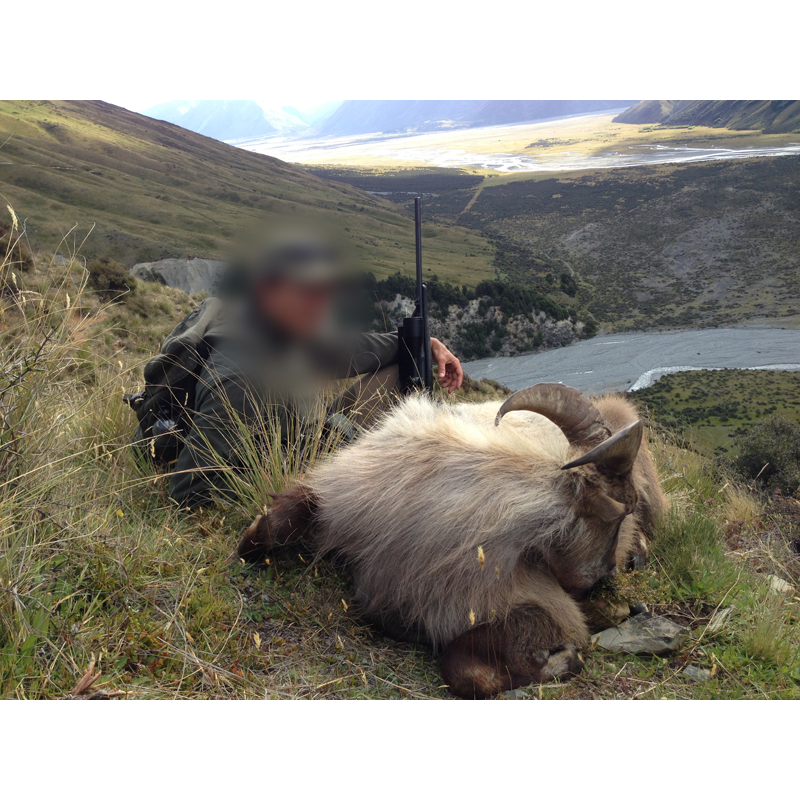 tahr tiré sur un territoire de chasse en Nouvelle-Zélande