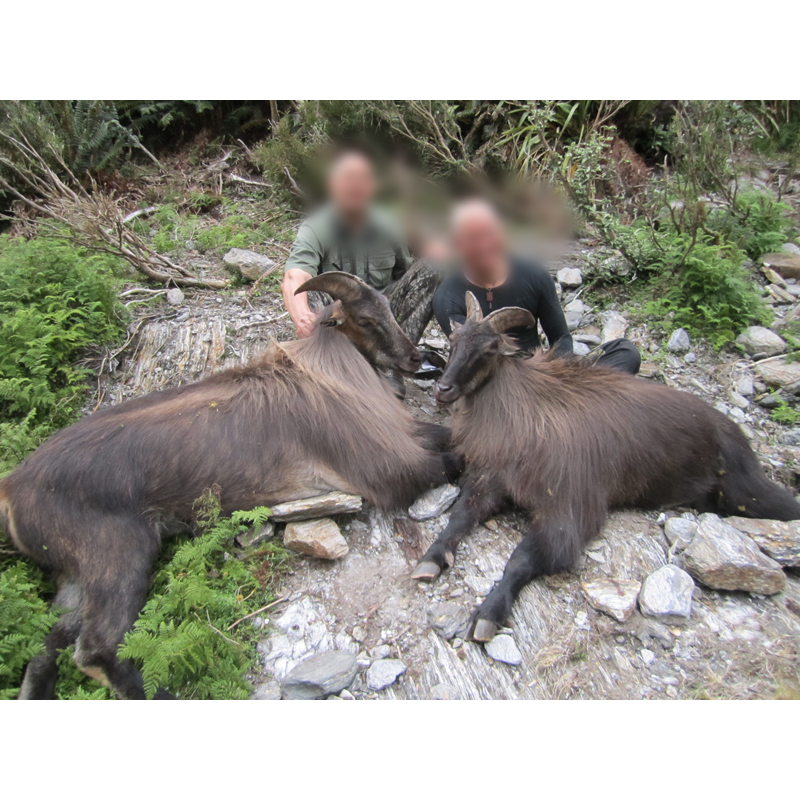 deux beaux tahrs tirés sur une zone de chasse en Nouvelle-Zélande