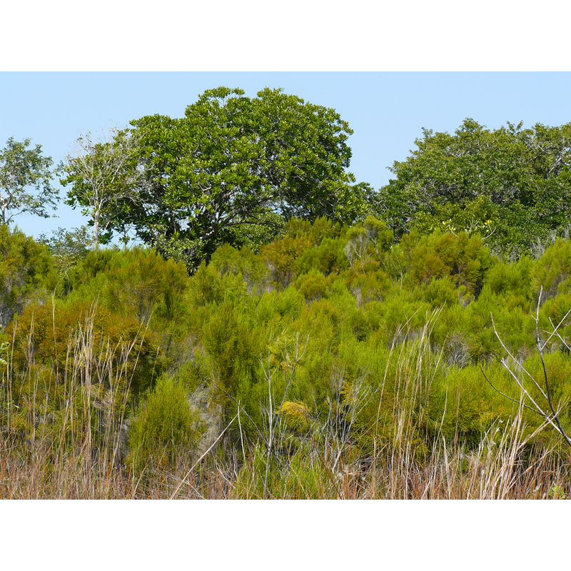 Végétation en savane au Mozambique et Zimbabwe