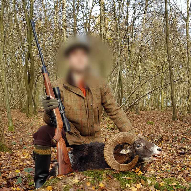 Gold medal mouflon trophy hunted in the north of France