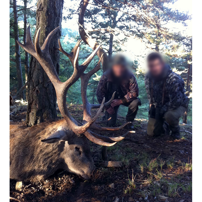 big red deer hunted in France