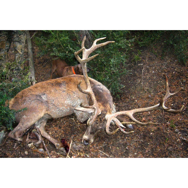 red deer hunted in a forest area in France