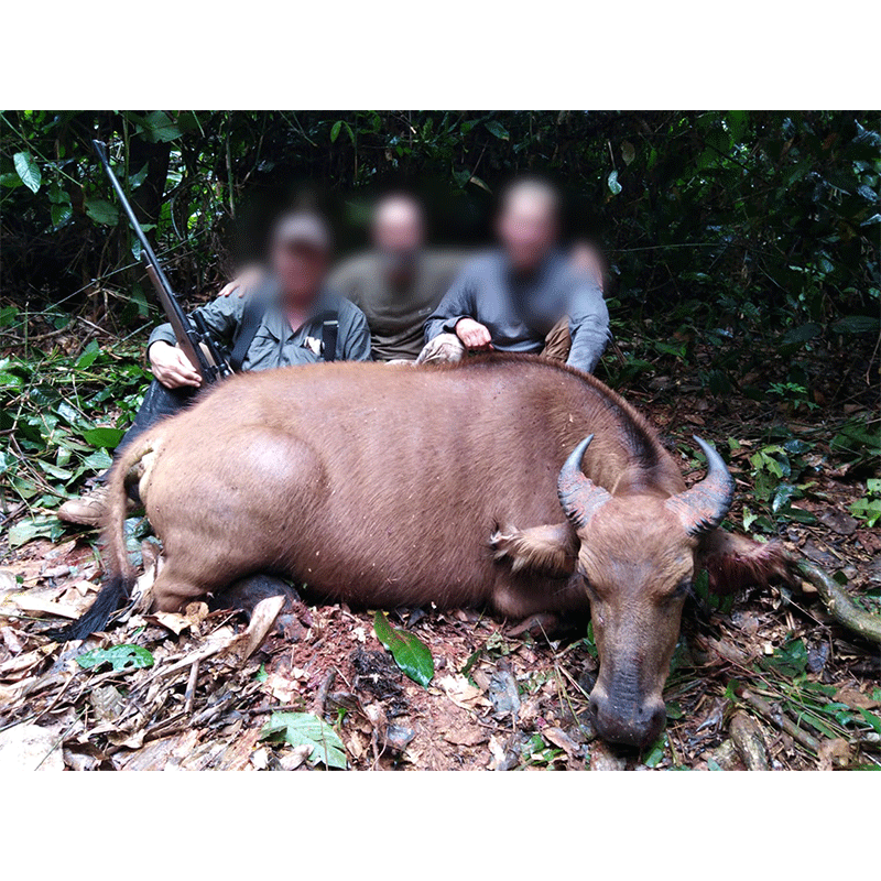 Dwarf buffalo trophy hunt in Cameroon with Travels & Expeditions