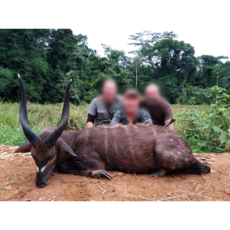 Sitatunga trophy hunt in Cameroon rainforest