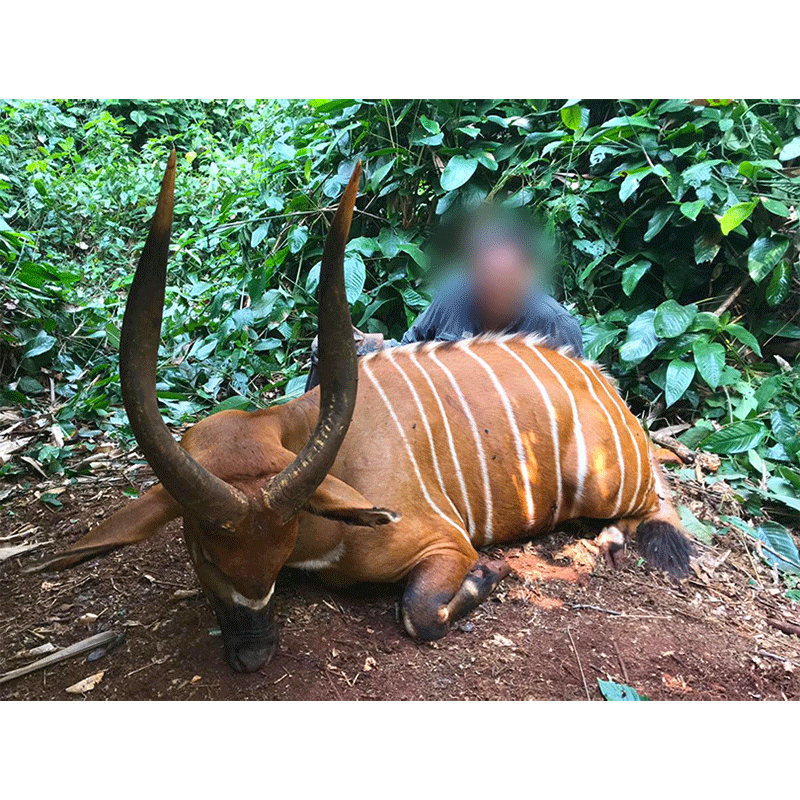 Bongo hunt in Cameroon in June 2019