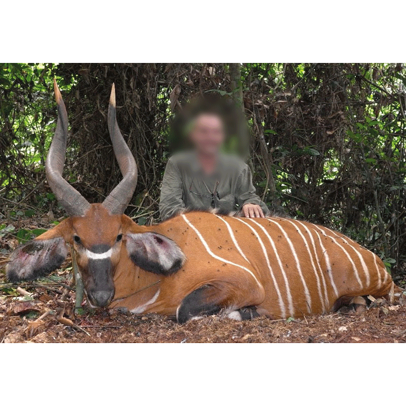 Professional Hunter presenting a bongo trophy in forest area in Cameroon