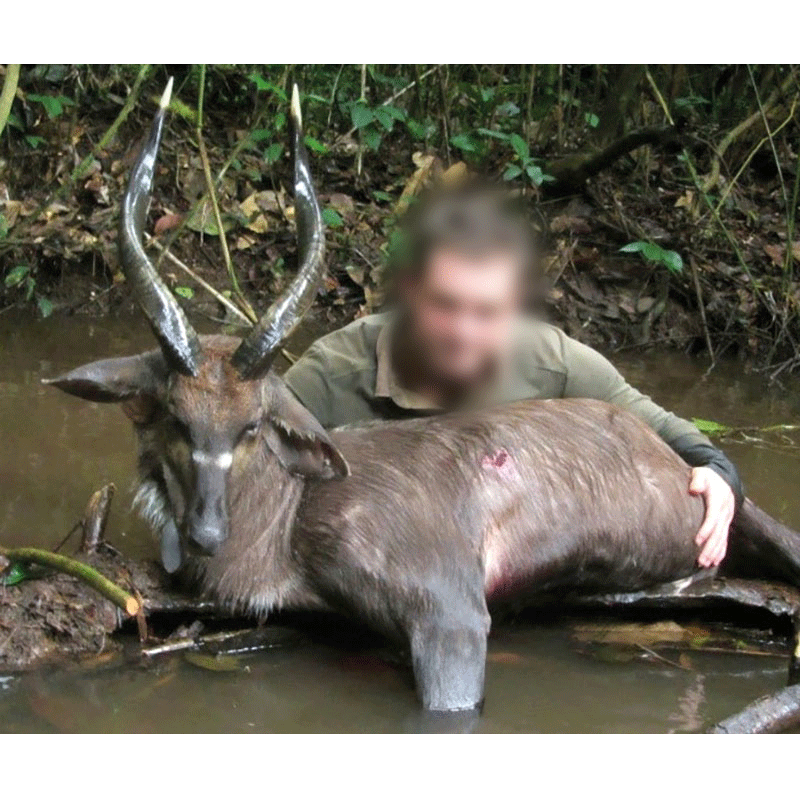 Sitatunga hunting trophy in Cameroonese forest