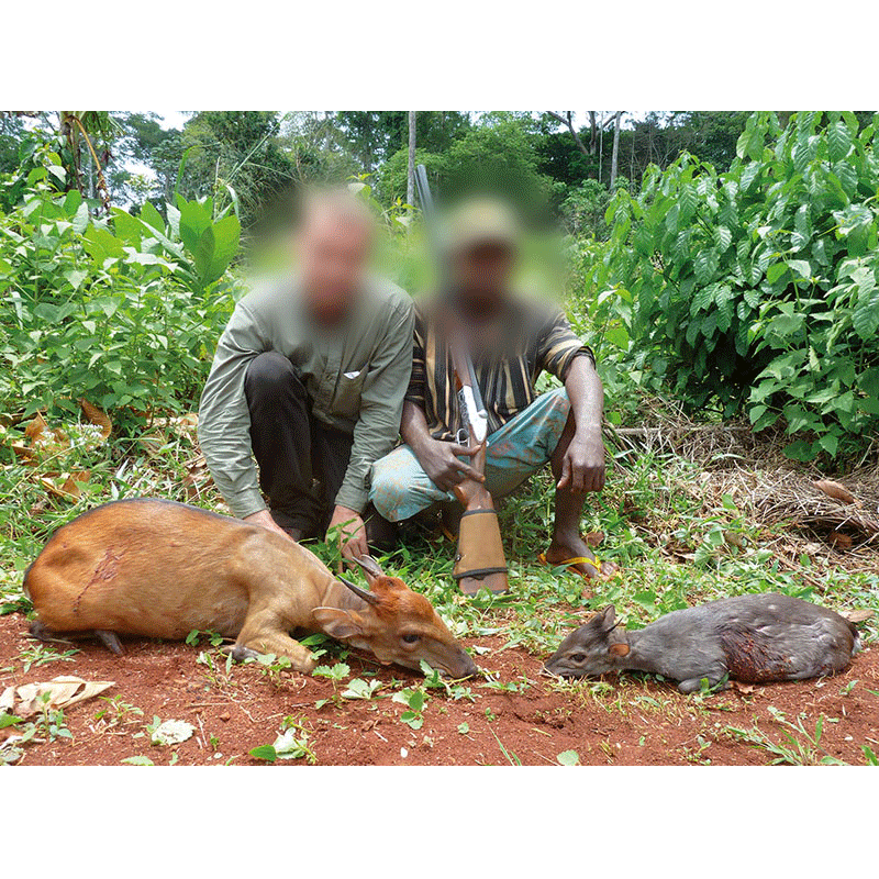 Duikers hunted on hunting area in Cameroon
