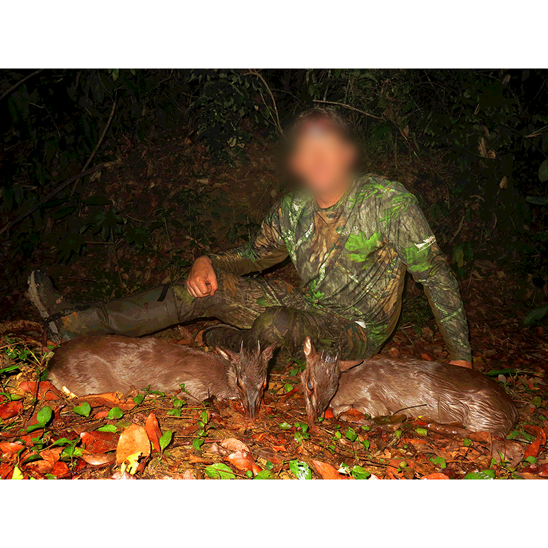 Two blue duikers hunted in the Gabonese forest