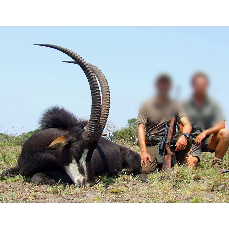trophée d'antilope Sable chassé au Mozambique