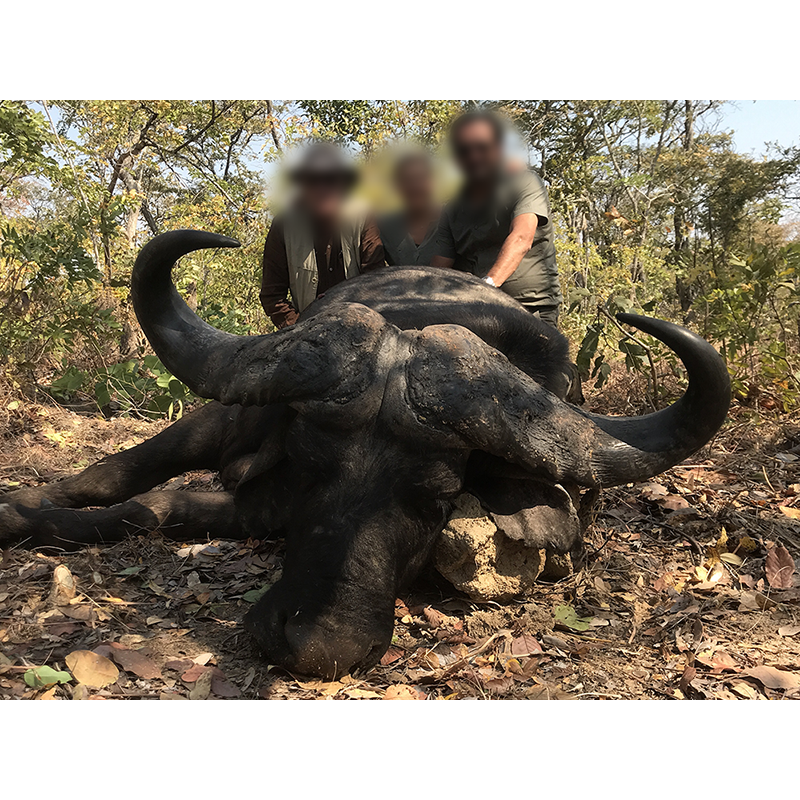 Buffle tiré par des chasseurs lors d'un safari en Zambie