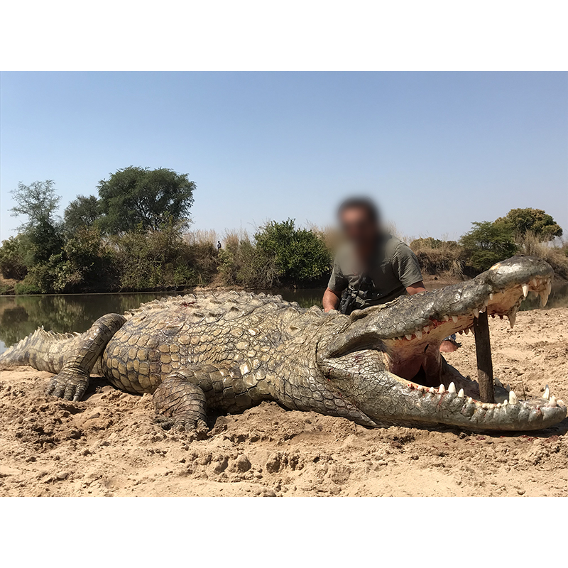 Crocodile chassé en Zambie