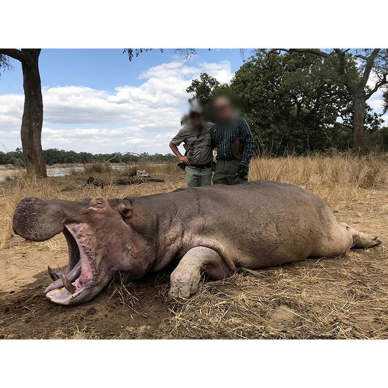 Hippopotame tiré en Zambie